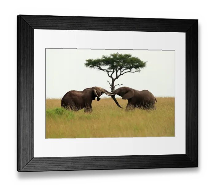 Framed Print : Two African bush elephants (Loxodonta africana) juvenile males, sparring, Mara Triangle Conservancy, Masai Mara, Kenya. Endangered Framed Print : Two African bush elephants (Loxodonta africana) juvenile males, sparring, Mara Triangle Conservancy, Masai Mara, Kenya. Endangered