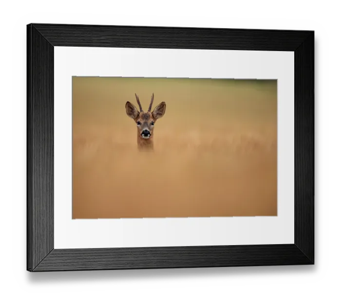 Framed Print : Roe deer (Capreolus capreolus) buck, standing alert in field of barley, South Downs National Park, Hampshire, UK. July Framed Print : Roe deer (Capreolus capreolus) buck, standing alert in field of barley, South Downs National Park, Hampshire, UK. July