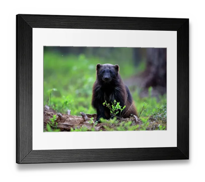 Framed Print : Wolverine (Gulo gulo) juvenile, standing on a log in forest, eastern Finland. June Framed Print : Wolverine (Gulo gulo) juvenile, standing on a log in forest, eastern Finland. June
