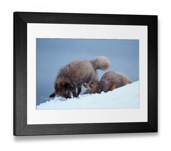 Framed Print : Two Arctic foxes (Vulpes lagopus) blue morph, in snow, female attacking male to defend her cubs, Hornstrandir Nature Reserve, Iceland. March Framed Print : Two Arctic foxes (Vulpes lagopus) blue morph, in snow, female attacking male to defend her cubs, Hornstrandir Nature Reserve, Iceland. March