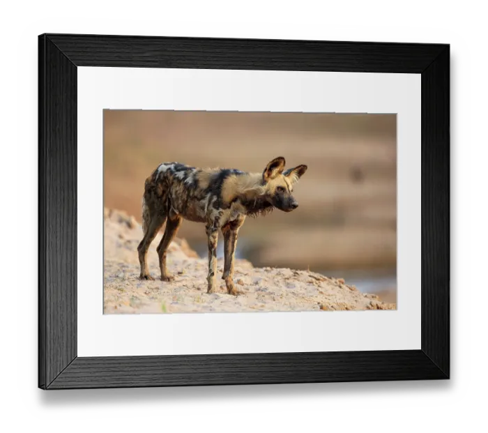 Framed Print : African wild dog (Lycaon pictus) standing on banks of the Luangwa River, South Luangwa National Park, Zambia Framed Print : African wild dog (Lycaon pictus) standing on banks of the Luangwa River, South Luangwa National Park, Zambia
