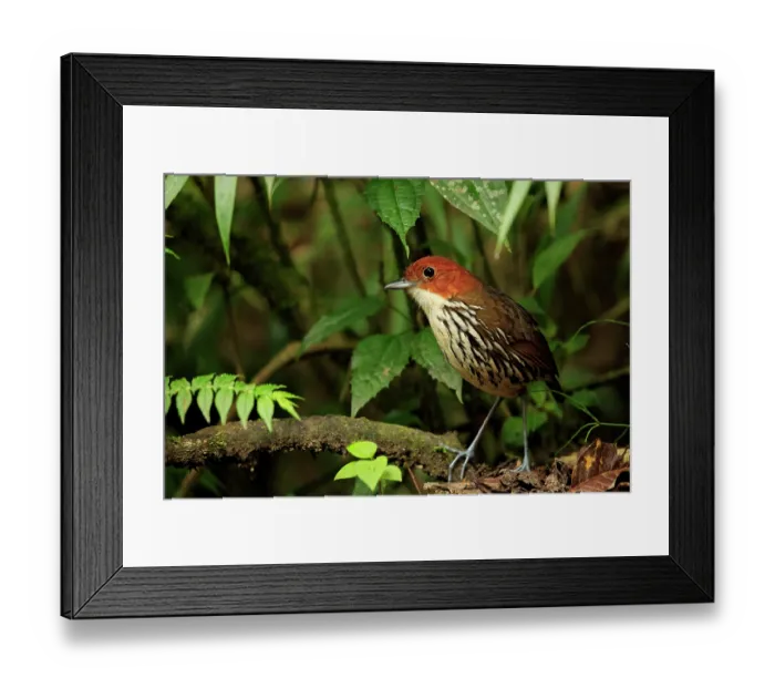 Framed Print : Chestnut-crowned antpitta (Grallaria ruficapilla) perched on branch in cloud forest, Rio Blano Reserve, Manizales, Colombia Framed Print : Chestnut-crowned antpitta (Grallaria ruficapilla) perched on branch in cloud forest, Rio Blano Reserve, Manizales, Colombia