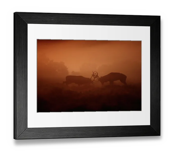 Framed Print : Two Red deer (Cervus elephus) stags rutting in thick morning mist on heathland, New Forest, Hampshire, UK. October Framed Print : Two Red deer (Cervus elephus) stags rutting in thick morning mist on heathland, New Forest, Hampshire, UK. October