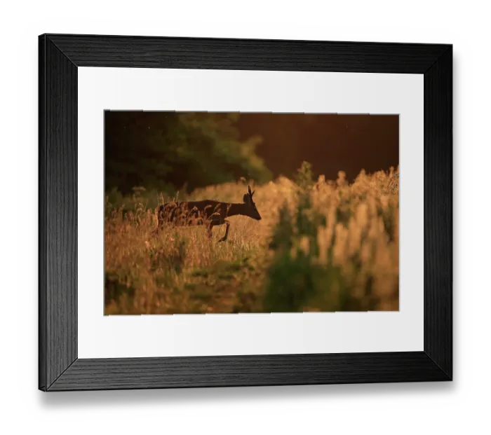 Framed Print : Roe deer (Capreolus capreolus) walking through long vegetation at edge of field at sunset, South Downs National Park, Hampshire, UK. June Framed Print : Roe deer (Capreolus capreolus) walking through long vegetation at edge of field at sunset, South Downs National Park, Hampshire, UK. June