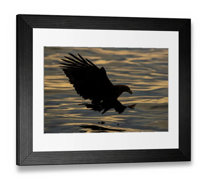 Framed Print : White-tailed eagle (Haliaeetus albicilla) fishing at sunrise, Rausu, Hokkaido, Japan Framed Print : White-tailed eagle (Haliaeetus albicilla) fishing at sunrise, Rausu, Hokkaido, Japan