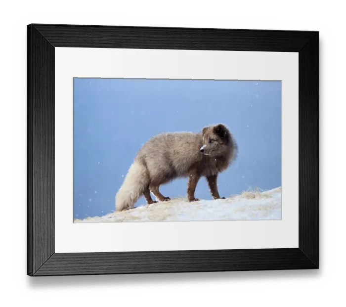 Framed Print : Arctic fox (Vulpes lagopus) blue morph standing on snowy ridge, looking back, Hornstrandir Nature Reserve, Iceland. March Framed Print : Arctic fox (Vulpes lagopus) blue morph standing on snowy ridge, looking back, Hornstrandir Nature Reserve, Iceland. March