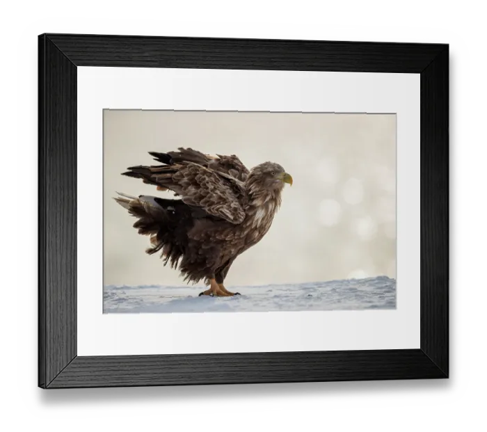 Framed Print : White-tailed eagle (Haliaeetus albicilla) shaking its feathers perched on snow-covered harbour wall, Rausu, Hokkaido, Japan Framed Print : White-tailed eagle (Haliaeetus albicilla) shaking its feathers perched on snow-covered harbour wall, Rausu, Hokkaido, Japan