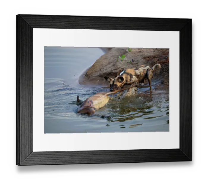 Framed Print : African wild dog (Lycaon pictus) dragging a dead Impala (Aepyceros melampus) from a shallow pool at the edge of the Luangwa River, South Luangwa National Park, Zambia Framed Print : African wild dog (Lycaon pictus) dragging a dead Impala (Aepyceros melampus) from a shallow pool at the edge of the Luangwa River, South Luangwa National Park, Zambia