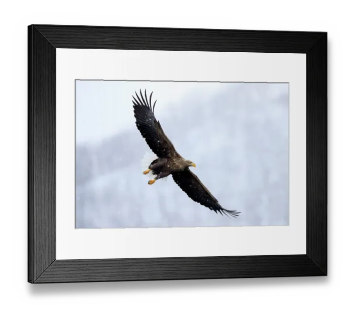 Framed Print : White-tailed eagle (Haliaeetus albicilla) in flight through falling snow, Rausu, Hokkaido, Japan Framed Print : White-tailed eagle (Haliaeetus albicilla) in flight through falling snow, Rausu, Hokkaido, Japan