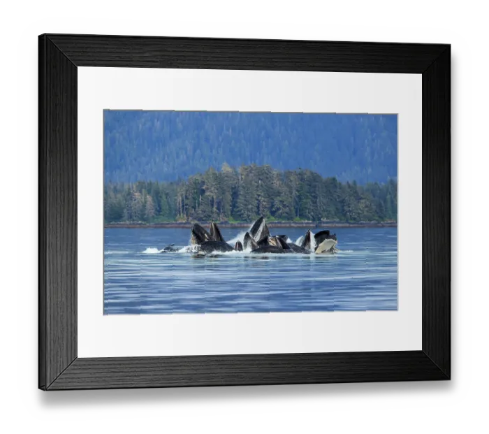 Framed Print : Humpback whale (Megaptera novaeangliae) pod, bubble-net feeding at water surface, Tebenkof Bay, Alaska, USA. July Framed Print : Humpback whale (Megaptera novaeangliae) pod, bubble-net feeding at water surface, Tebenkof Bay, Alaska, USA. July