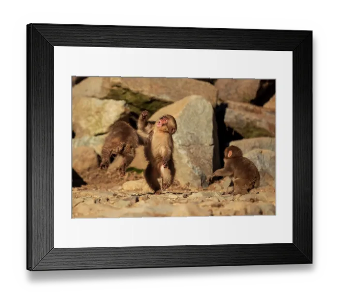Framed Print : Three Japanese macaques (Macaca fuscata) juveniles, play fighting, Yamanouchi, Japan Framed Print : Three Japanese macaques (Macaca fuscata) juveniles, play fighting, Yamanouchi, Japan