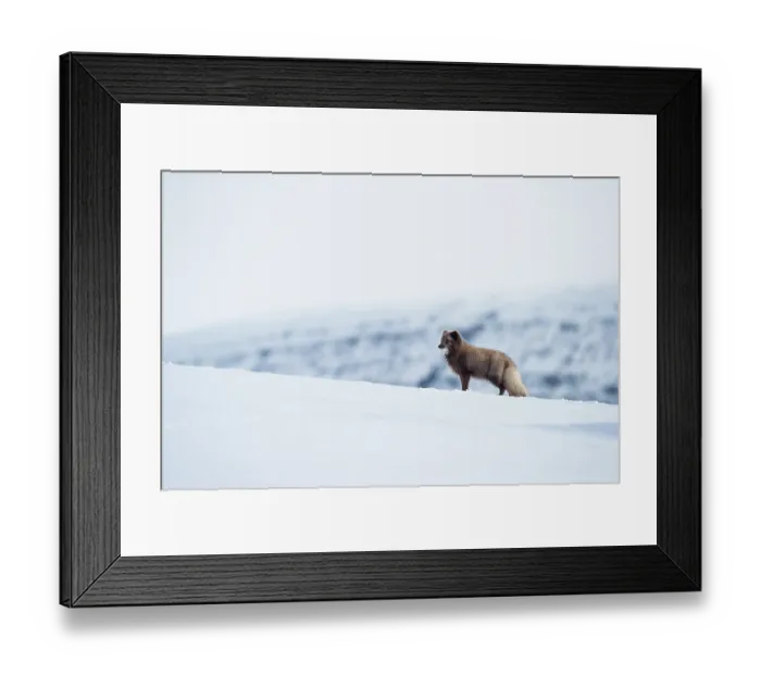 Framed Print : Arctic fox (Vulpes lagopus) blue morph standing in snow with Sea urchin (Echinoidea) prey in mouth with mountains behind, Hornstrandir Nature Reserve, Iceland. March Framed Print : Arctic fox (Vulpes lagopus) blue morph standing in snow with Sea urchin (Echinoidea) prey in mouth with mountains behind, Hornstrandir Nature Reserve, Iceland. March