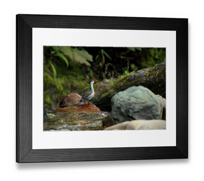 Framed Print : Torrent duck (Merganetta armata) male, standing on rock in the fast-flowing Rio Blanco river, Manizales, Colombia Framed Print : Torrent duck (Merganetta armata) male, standing on rock in the fast-flowing Rio Blanco river, Manizales, Colombia