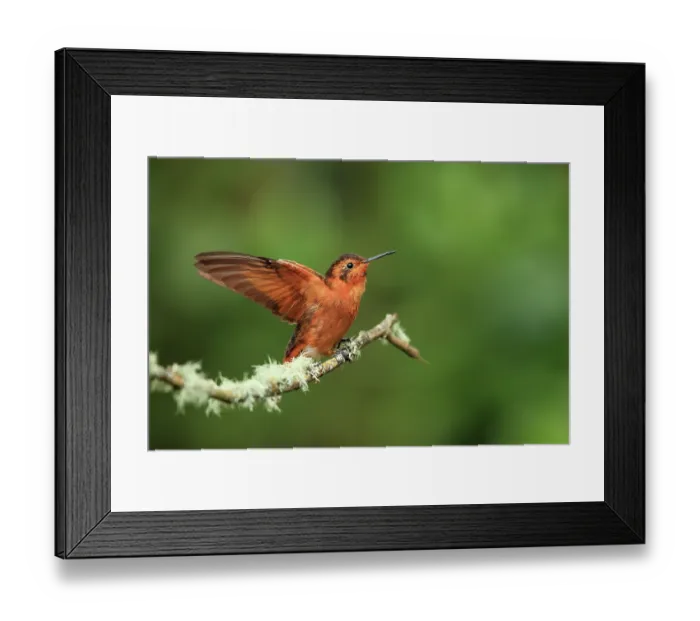 Framed Print : Shining sunbeam (Aglaeactis cupripennis) landing on branch with wings spread, Manizales, Colombia Framed Print : Shining sunbeam (Aglaeactis cupripennis) landing on branch with wings spread, Manizales, Colombia