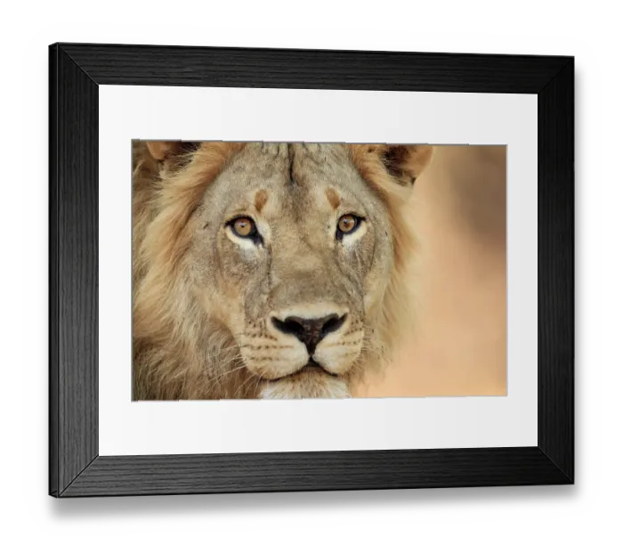 Framed Print : African lion (Panthera leo) male, head portrait, showing unusual eye pigmentation, South Luangwa National Park, Zambia