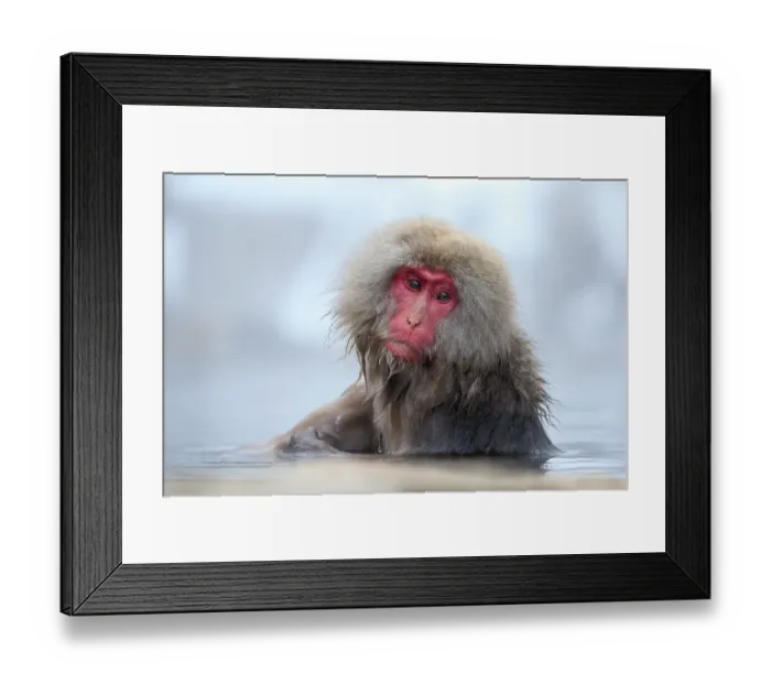 Framed Print : Japanese macaque (Macaca fuscata) sitting in warm waters of a hot spring, Jigokudani, Yamanouchi. Nagano Prefecture, Japan Framed Print : Japanese macaque (Macaca fuscata) sitting in warm waters of a hot spring, Jigokudani, Yamanouchi. Nagano Prefecture, Japan