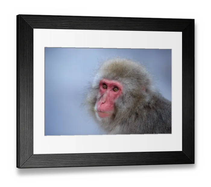 Framed Print : Japanese macaque (Macaca fuscata) head portrait, Jigokudani, Yamanouchi. Nagano Prefecture, Japan Framed Print : Japanese macaque (Macaca fuscata) head portrait, Jigokudani, Yamanouchi. Nagano Prefecture, Japan