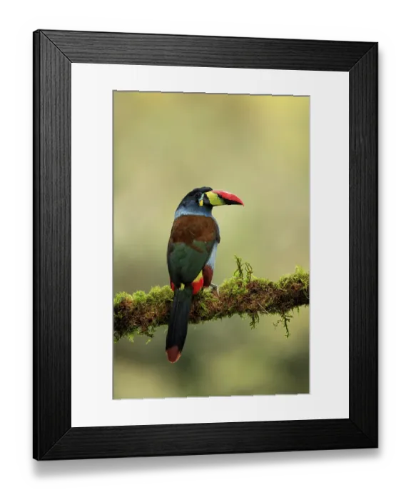 Framed Print : Grey-breasted mountain toucan (Andigena hypoglauca) perched on mossy branch in the cloud forest, Nevado del Ruiz, Colombia