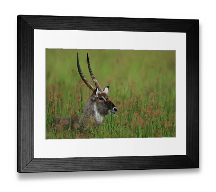 Framed Print : Waterbuck (Kobus ellipsiprymnus) male, standing in long marshland grass, Mara Triangle Conservancy, Kenya Framed Print : Waterbuck (Kobus ellipsiprymnus) male, standing in long marshland grass, Mara Triangle Conservancy, Kenya