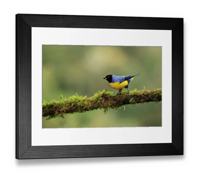 Framed Print : Hooded mountain tanager (Buthraupis montana) perched on mossy branch, Nevado del Ruiz, Colombia Framed Print : Hooded mountain tanager (Buthraupis montana) perched on mossy branch, Nevado del Ruiz, Colombia