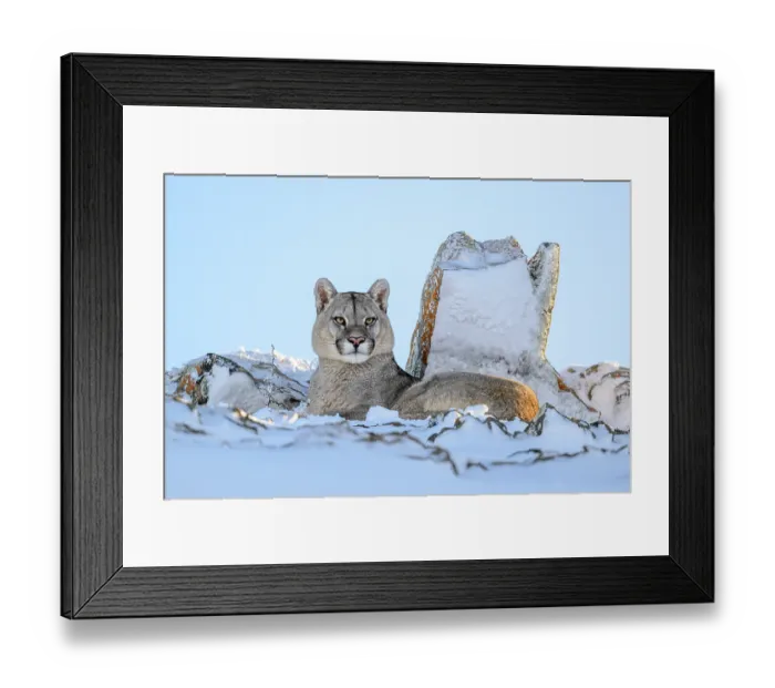Framed Print : Puma (Puma concolor) juvenile male, resting in deep snow, Torres del Paine National Park / Estancia Amarga, Patagonia, Chile. July Framed Print : Puma (Puma concolor) juvenile male, resting in deep snow, Torres del Paine National Park / Estancia Amarga, Patagonia, Chile. July