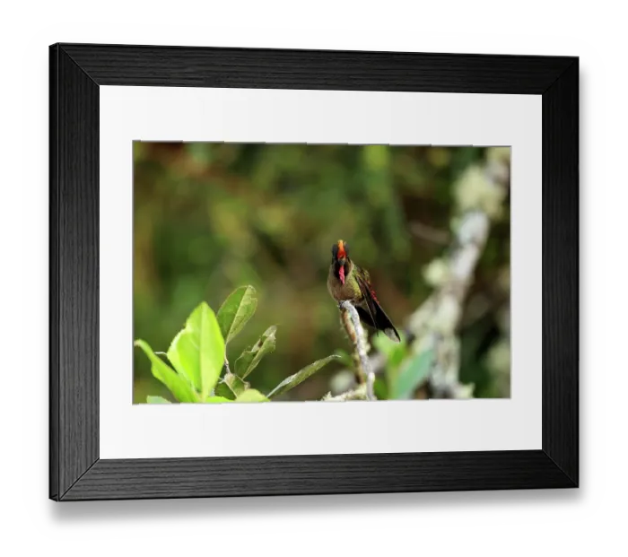 Framed Print : Rainbow-bearded thornbill (Chalcostigma herrani) perched on branch in the scrub of Nevado del Ruiz, Manizales, Colombia Framed Print : Rainbow-bearded thornbill (Chalcostigma herrani) perched on branch in the scrub of Nevado del Ruiz, Manizales, Colombia