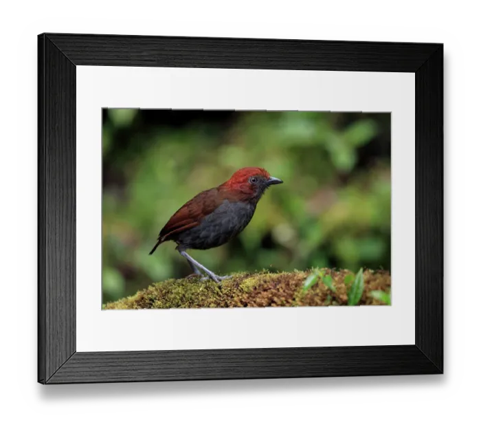 Framed Print : Chestnut-naped antpitta (Grallaria nuchalis) perched on mossy log, Jardin, Colombia Framed Print : Chestnut-naped antpitta (Grallaria nuchalis) perched on mossy log, Jardin, Colombia