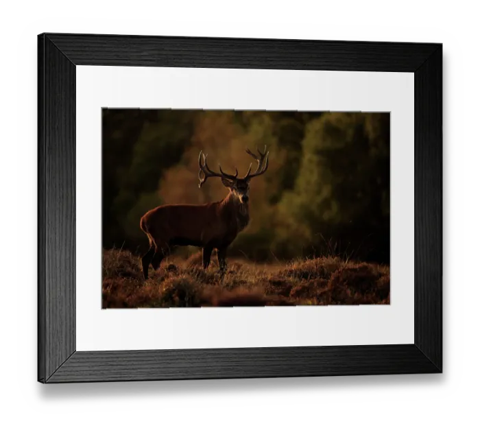 Framed Print : Red deer (Cervus elaphus) stag standing on heathland at sunset during autumn rut, Ober Heath, New Forest, Hampshire, UK. October Framed Print : Red deer (Cervus elaphus) stag standing on heathland at sunset during autumn rut, Ober Heath, New Forest, Hampshire, UK. October