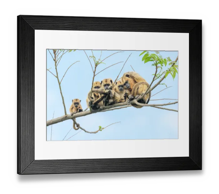 Framed Print : Group of Black-and-gold howler monkeys (Alouatta caraya) females with infants, resting on tree branch, Cuiaba River, Northern Pantanal, Brazil Framed Print : Group of Black-and-gold howler monkeys (Alouatta caraya) females with infants, resting on tree branch, Cuiaba River, Northern Pantanal, Brazil