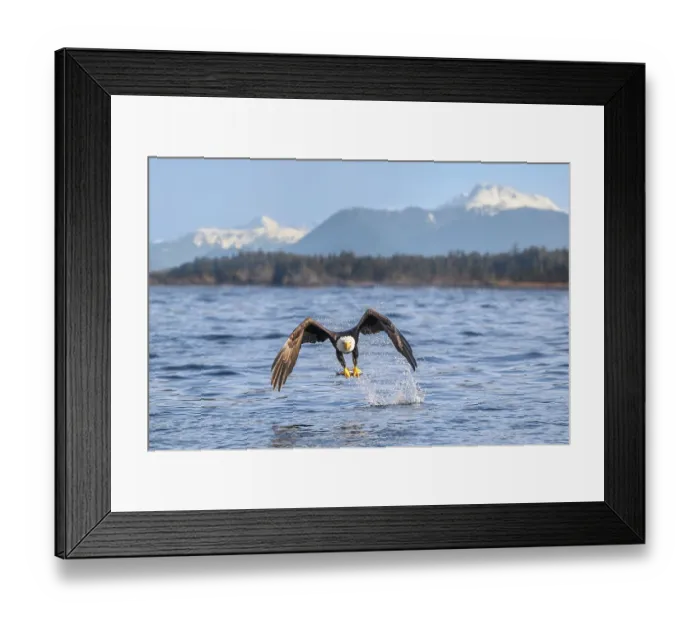 Framed Print : Bald eagle (Haliaeetus leucocephalus) in flight above water carrying Pacific herring (Clupea pallasii) prey, Sitka Sound. Sitka, Alaska, USA. March Framed Print : Bald eagle (Haliaeetus leucocephalus) in flight above water carrying Pacific herring (Clupea pallasii) prey, Sitka Sound. Sitka, Alaska, USA. March