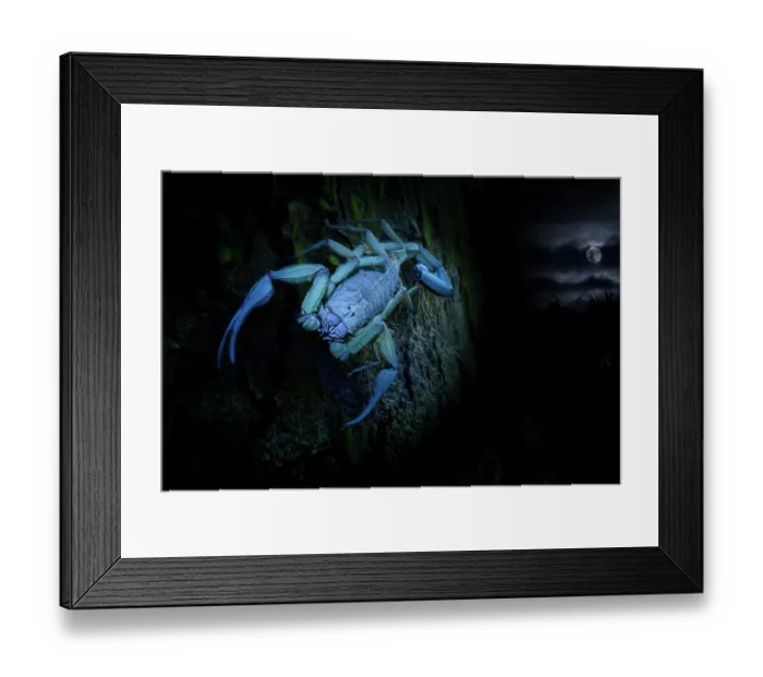 Framed Print : Scorpion (Scorpiones) on tree trunk at night illuminated with UV light with moon in background, Osa Peninsula, Costa Rica Framed Print : Scorpion (Scorpiones) on tree trunk at night illuminated with UV light with moon in background, Osa Peninsula, Costa Rica