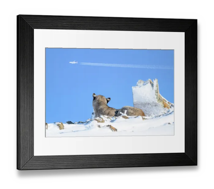 Framed Print : Puma (Puma concolor) juvenile male, resting in snow, looking up towards passing aeroplane, Torres del Paine National Park / Estancia Amarga, Patagonia, Chile. July Framed Print : Puma (Puma concolor) juvenile male, resting in snow, looking up towards passing aeroplane, Torres del Paine National Park / Estancia Amarga, Patagonia, Chile. July
