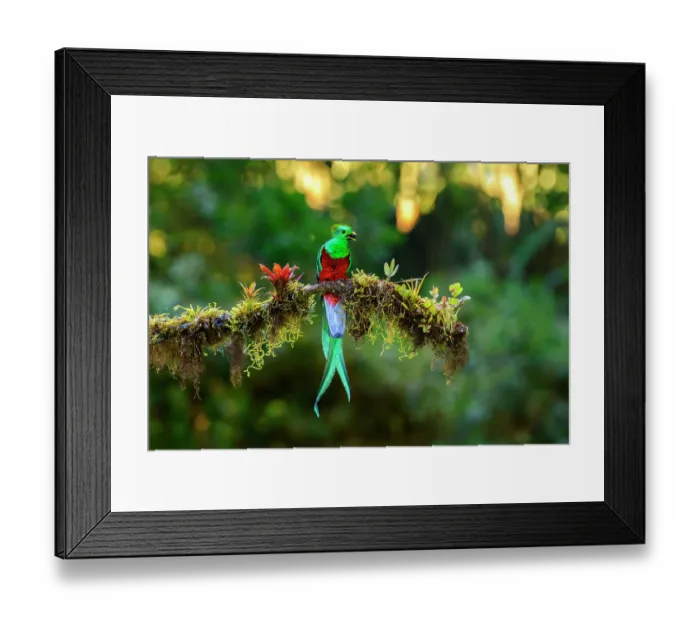 Framed Print : Resplendent quetzal (Pharomachrus mocinno) male, perched on lichen covered branch with berry in beak, in montane rainforest, Talamanca, Costa Rica Framed Print : Resplendent quetzal (Pharomachrus mocinno) male, perched on lichen covered branch with berry in beak, in montane rainforest, Talamanca, Costa Rica