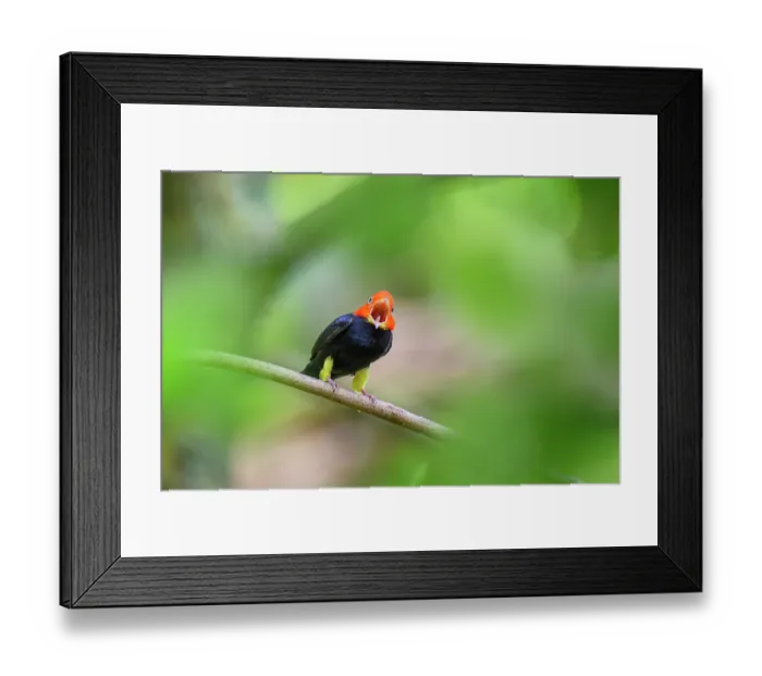 Framed Print : Red-capped manakin (Ceratopipra mentalis) male, calling and displaying at lek site in rainforest, Boca Topada, Costa Rica Framed Print : Red-capped manakin (Ceratopipra mentalis) male, calling and displaying at lek site in rainforest, Boca Topada, Costa Rica
