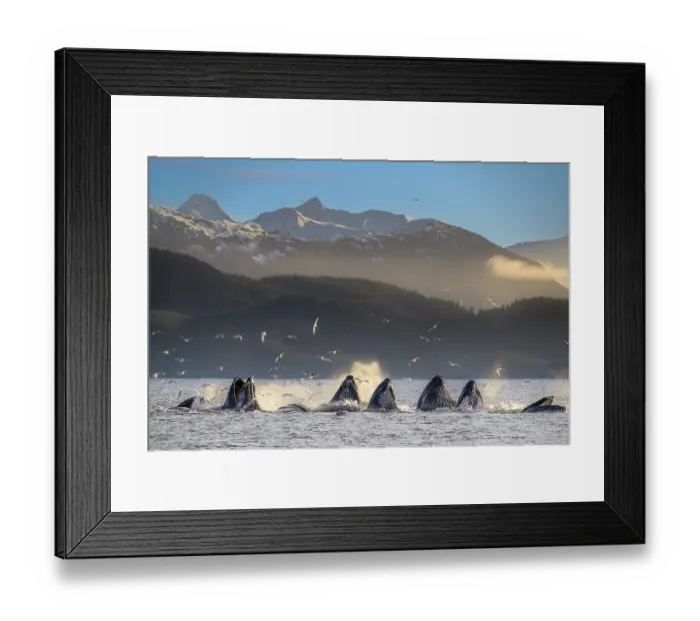 Framed Print : Humpback whales (Megaptera novaeangliae) lunge feeding with flocks of Glaucous-winged gulls (Larus glaucescens) above, Sitka Sound, south east Alaska, USA. March Framed Print : Humpback whales (Megaptera novaeangliae) lunge feeding with flocks of Glaucous-winged gulls (Larus glaucescens) above, Sitka Sound, south east Alaska, USA. March