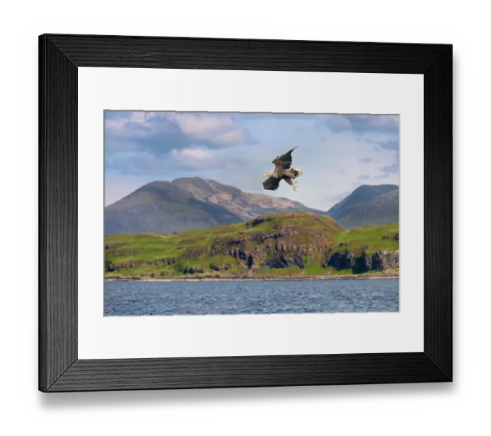 Framed Print : White-tailed eagle (Haliaeetus albicilla) in flight over Loch Na Keel, Isle of Mull, Scotland, UK. June Framed Print : White-tailed eagle (Haliaeetus albicilla) in flight over Loch Na Keel, Isle of Mull, Scotland, UK. June