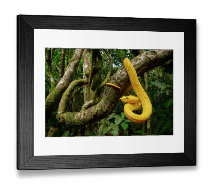 Framed Print : Eyelash pit viper (Bothriechis schlegelii) bright yellow oropel morph, hanging from mossy branch in rainforest, Boca Tapada region, Costa Rica Framed Print : Eyelash pit viper (Bothriechis schlegelii) bright yellow oropel morph, hanging from mossy branch in rainforest, Boca Tapada region, Costa Rica