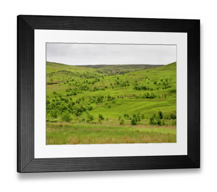 Framed Print : Woodland regeneration, Geltsdale Nature Reserve, near Brampton, North Pennines, Cumbria, UK. June, 2023 Framed Print : Woodland regeneration, Geltsdale Nature Reserve, near Brampton, North Pennines, Cumbria, UK. June, 2023