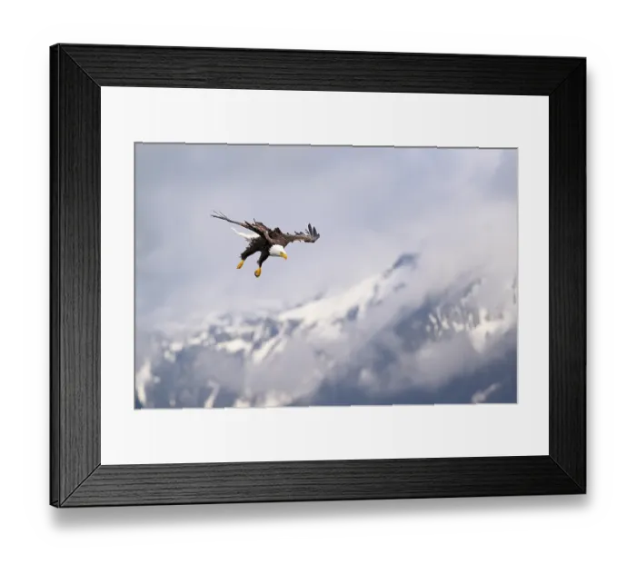 Framed Print : Bald eagle (Haliaeetus leucocephalus) in flight over Sitka Sound with snow-covered mountains in background, Alaska, USA. March Framed Print : Bald eagle (Haliaeetus leucocephalus) in flight over Sitka Sound with snow-covered mountains in background, Alaska, USA. March