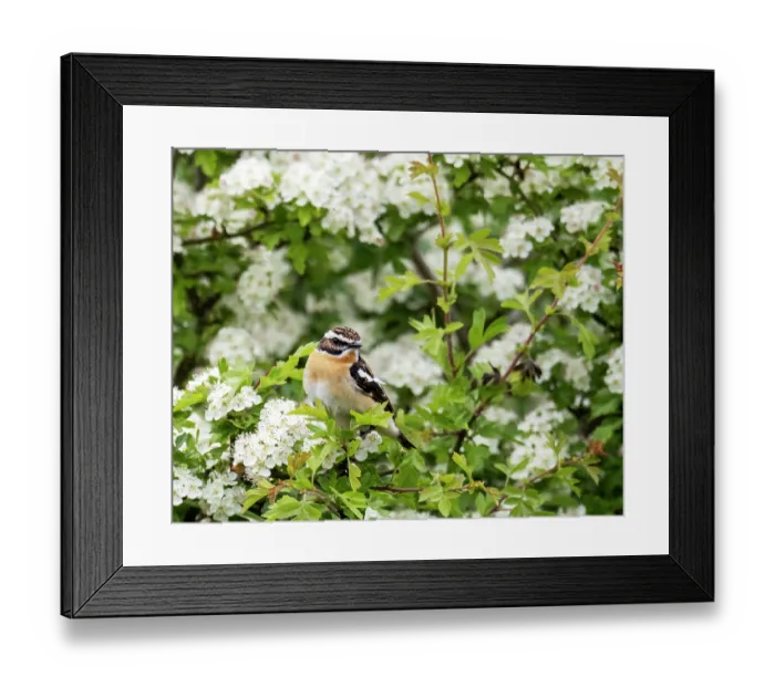 Framed Print : Whinchat (Saxicola rubetra) male, perched in flowering Hawthorn (Crataegus sp.) bush, Geltsdale Nature Reserve, near Brampton, North Pennines, Cumbria, UK. June Framed Print : Whinchat (Saxicola rubetra) male, perched in flowering Hawthorn (Crataegus sp.) bush, Geltsdale Nature Reserve, near Brampton, North Pennines, Cumbria, UK. June