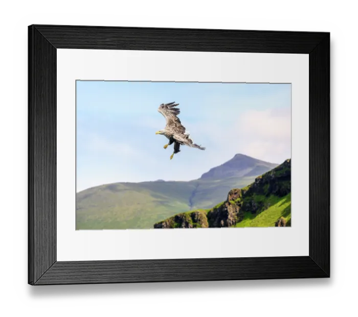 Framed Print : White-tailed eagle (Haliaeetus albicilla) swooping down to feed on fish, with Ben More in the background, Isle of Mull, Scotland, UK. June Framed Print : White-tailed eagle (Haliaeetus albicilla) swooping down to feed on fish, with Ben More in the background, Isle of Mull, Scotland, UK. June