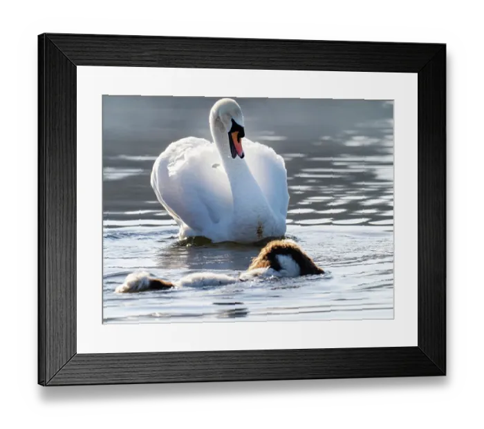 Framed Print : Springer spaniel swimming in Lake Windermere chasing a Mute swan (Cygnus olor) Ambleside, Lake District, Cumbria, UK. April Framed Print : Springer spaniel swimming in Lake Windermere chasing a Mute swan (Cygnus olor) Ambleside, Lake District, Cumbria, UK. April