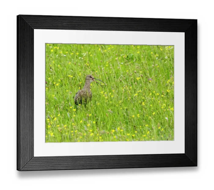 Framed Print : Eurasian curlew (Numenius arquata) standing in meadow, calling, Geltsdale Nature Reserve, near Brampton, North Pennines, Cumbria, UK. June Framed Print : Eurasian curlew (Numenius arquata) standing in meadow, calling, Geltsdale Nature Reserve, near Brampton, North Pennines, Cumbria, UK. June