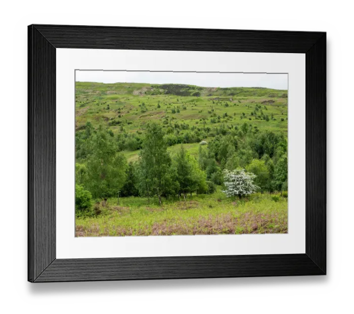 Framed Print : Woodland regeneration, Geltsdale Nature Reserve, near Brampton, North Pennines, Cumbria, UK. June, 2023 Framed Print : Woodland regeneration, Geltsdale Nature Reserve, near Brampton, North Pennines, Cumbria, UK. June, 2023