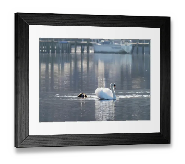 Framed Print : Springer spaniel swimming in Lake Windermere chasing a Mute swan (Cygnus olor) Ambleside, Lake District, Cumbria, UK. April Framed Print : Springer spaniel swimming in Lake Windermere chasing a Mute swan (Cygnus olor) Ambleside, Lake District, Cumbria, UK. April
