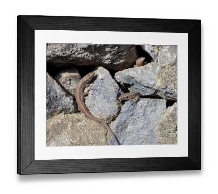 Framed Print : Three Madeiran wall lizards (Teira dugesii) basking on rocks, Fontes, Madeira. March Framed Print : Three Madeiran wall lizards (Teira dugesii) basking on rocks, Fontes, Madeira. March