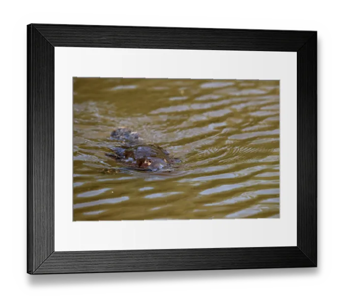 Framed Print : Platypus (Ornithorhynchus anatinus) swimming on surface of small lake, Tasmania, Australia Framed Print : Platypus (Ornithorhynchus anatinus) swimming on surface of small lake, Tasmania, Australia