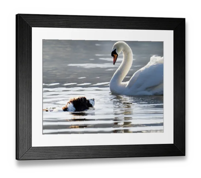 Framed Print : Springer spaniel swimming in Lake Windermere chasing a Mute swan (Cygnus olor) Ambleside, Lake District, Cumbria, UK. April Framed Print : Springer spaniel swimming in Lake Windermere chasing a Mute swan (Cygnus olor) Ambleside, Lake District, Cumbria, UK. April