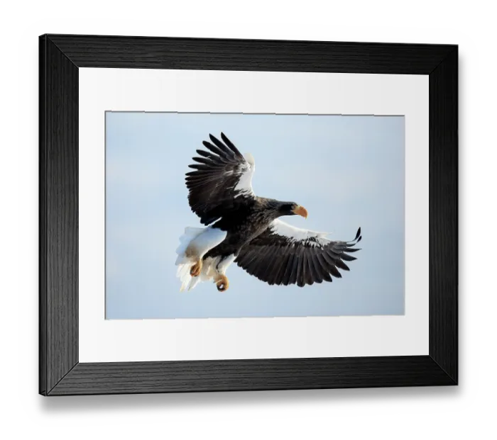 Framed Print : Steller's sea eagle (Haliaeetus pelagicus) coming in to land, Rausu, Hokkaido, Japan Framed Print : Steller's sea eagle (Haliaeetus pelagicus) coming in to land, Rausu, Hokkaido, Japan