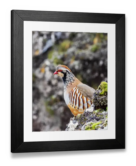 Framed Print : Red legged partridge (Alectoris rufa) perched on mountainside, Pico Ruivo mountain, Madeira. March Framed Print : Red legged partridge (Alectoris rufa) perched on mountainside, Pico Ruivo mountain, Madeira. March